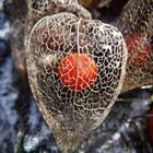 DSCF4093 - Naked physalis