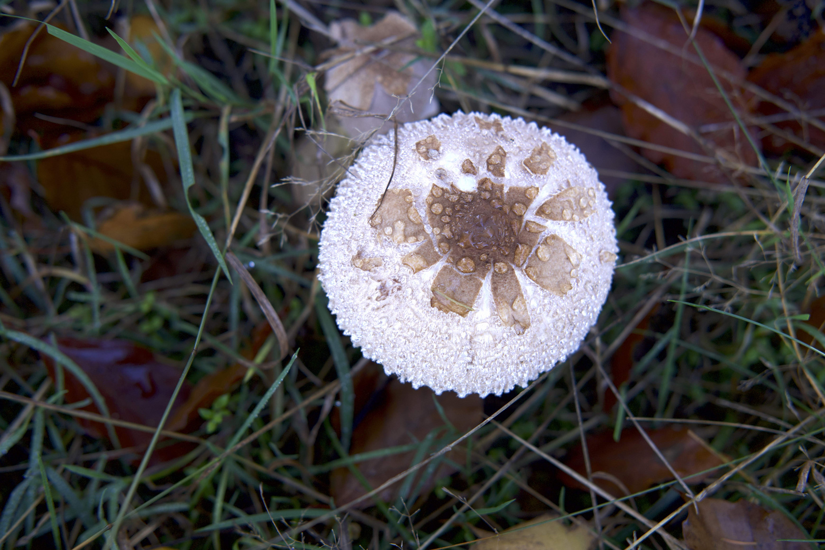 DSCF5311-frosted mushromm