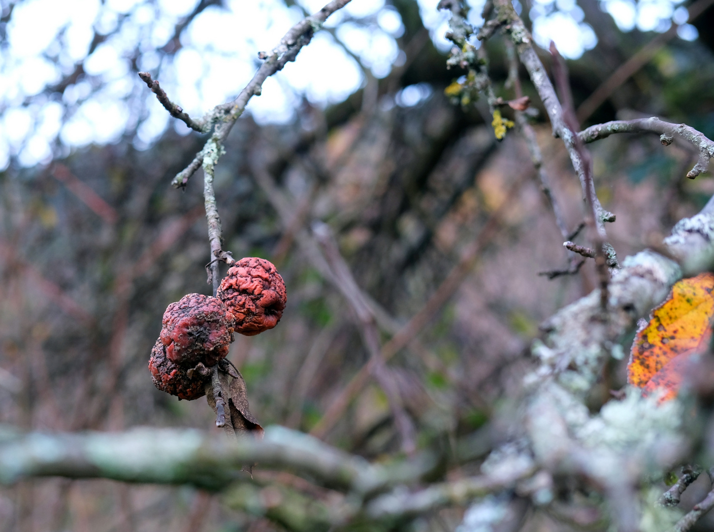 DSCF5507-Winter Äpfel_cr