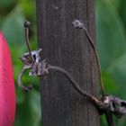 DSCF6130_Tulpenstamm