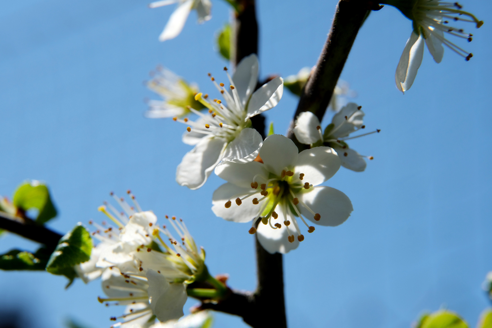 DSCF6157-Kirschblüte