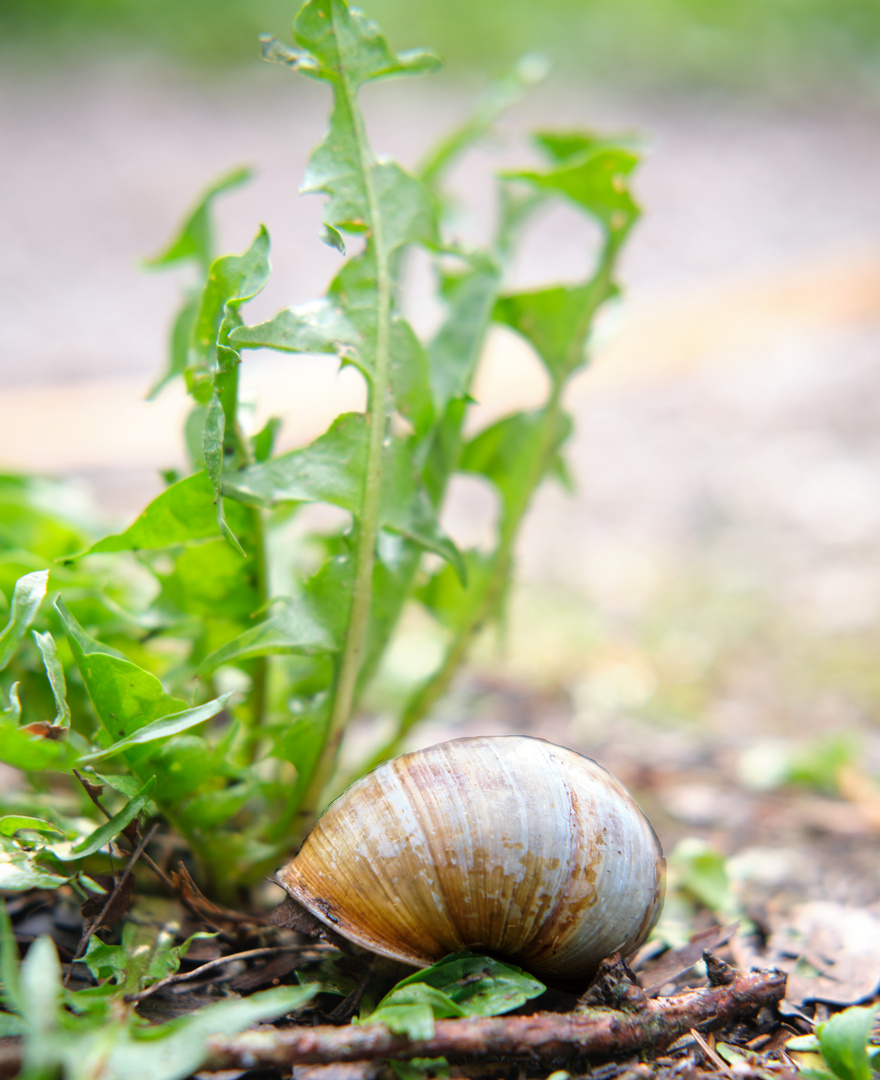 DSCF6187-müde Schnecke