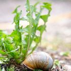 DSCF6187-müde Schnecke