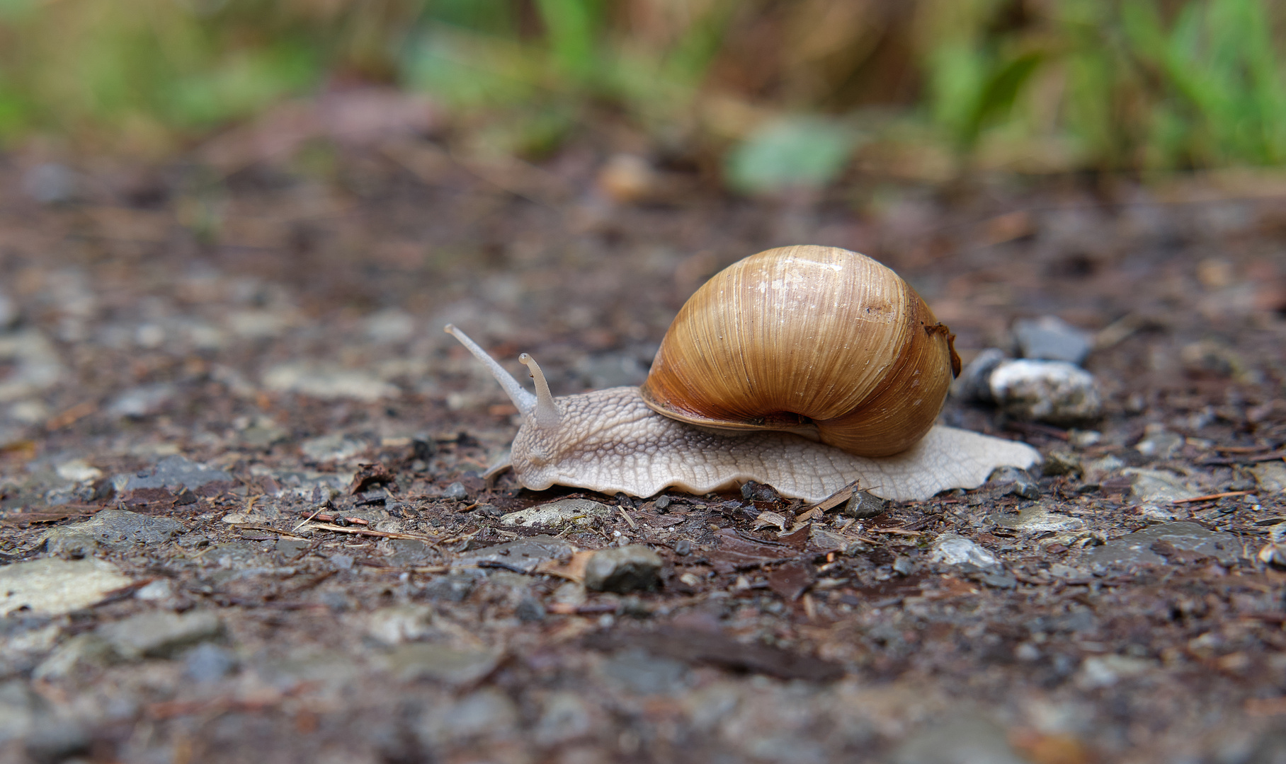 DSCF6189-quo vadis Schnecke-01