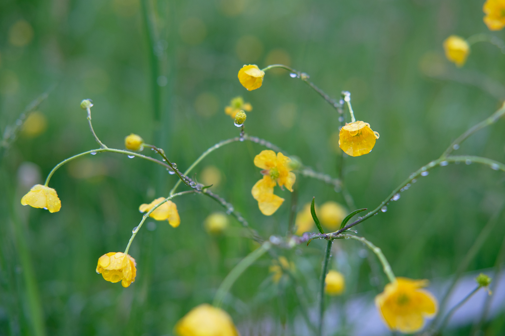 DSCF6253Gelbe Blumen im Regen