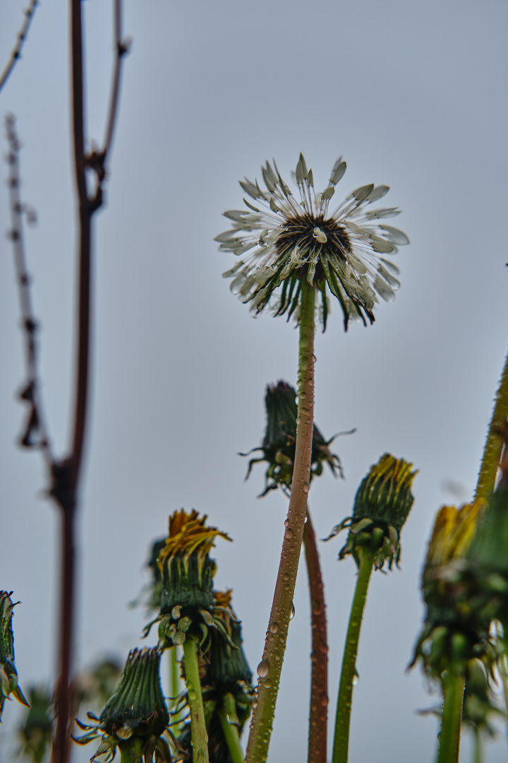 DSCF6262nasse Pusteblume