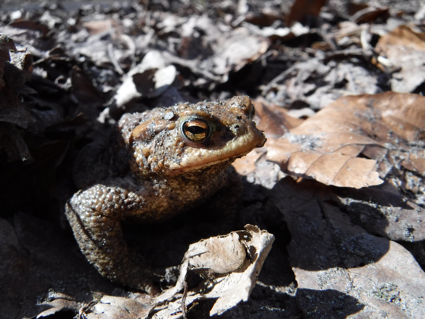 DSCF6550 - Toad