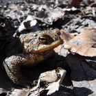 DSCF6550 - Toad