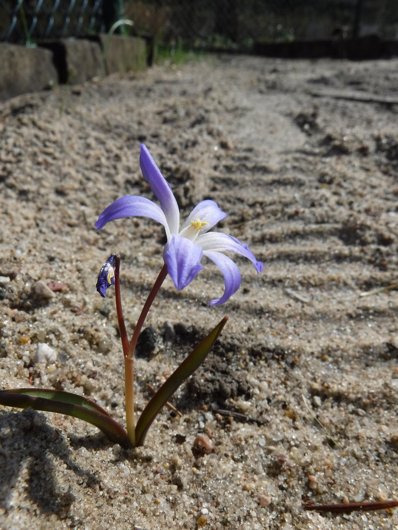 DSCF7027 - Little flower growing in the sand