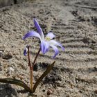 DSCF7027 - Little flower growing in the sand