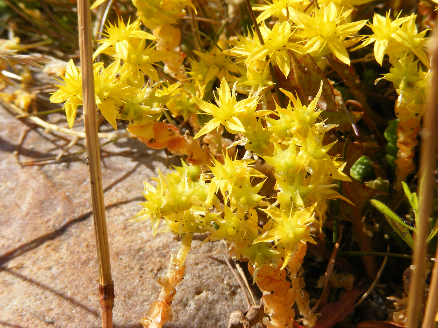 DSCF7763 Mauerpfefferblüten vor Granit