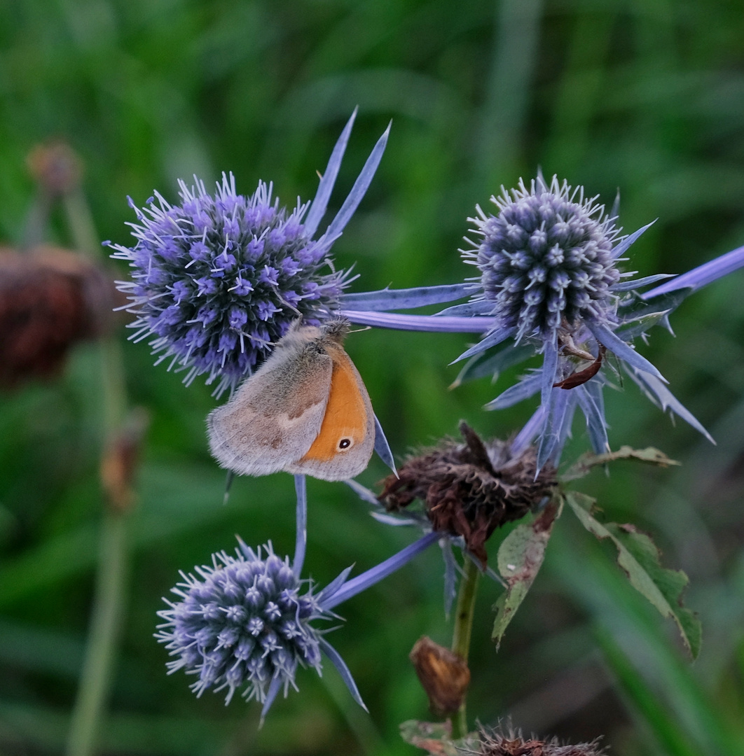 DSCF8980_Distel3 m Falter