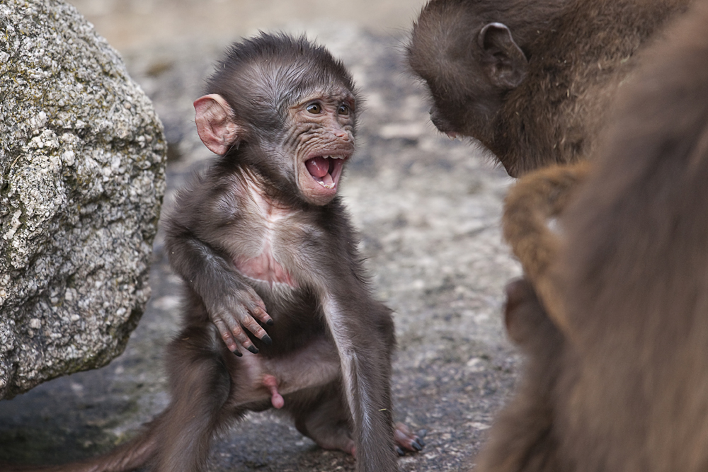 Dschelada Babys bei Meinungsverschiedenheiten