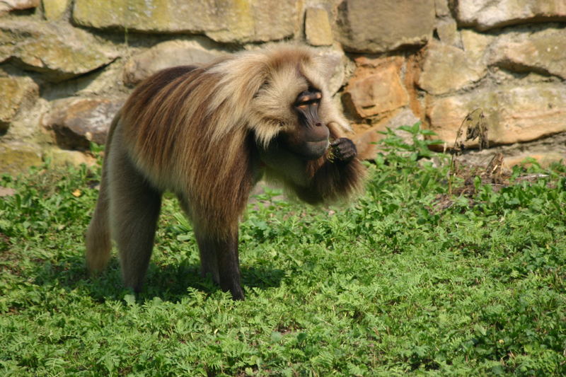 Dschelada im Naturzoo Rheine