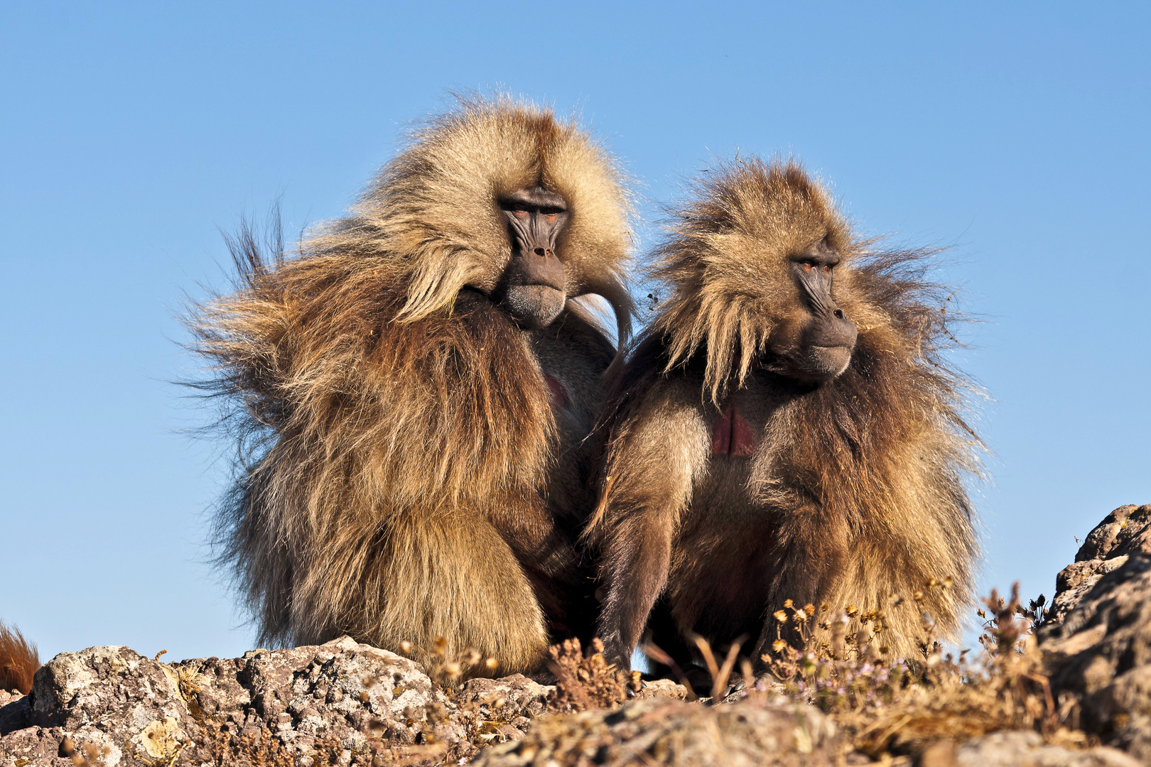 Dschelada oder Blutbrustpavian (Theropithecus gelada) Äthiopien / Simien NP