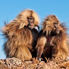 Dschelada oder Blutbrustpavian (Theropithecus gelada) Äthiopien / Simien NP