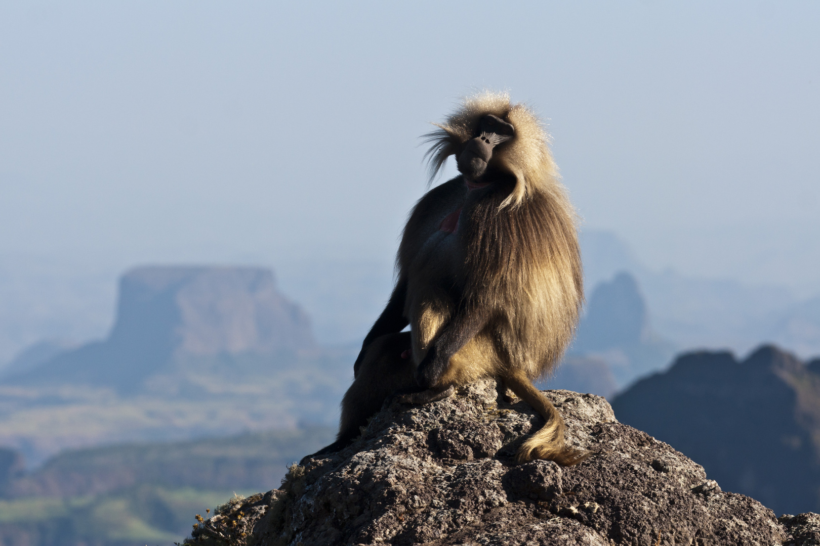 Dschelada, Simien Nationalpark, Äthiopien