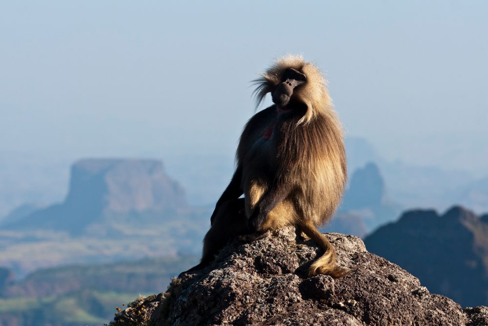 Dschelada, Simien Nationalpark, Äthiopien