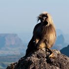 Dschelada, Simien Nationalpark, Äthiopien