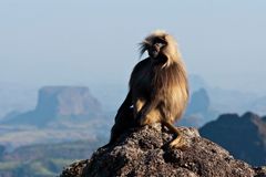 Dschelada, Simien Nationalpark, Äthiopien