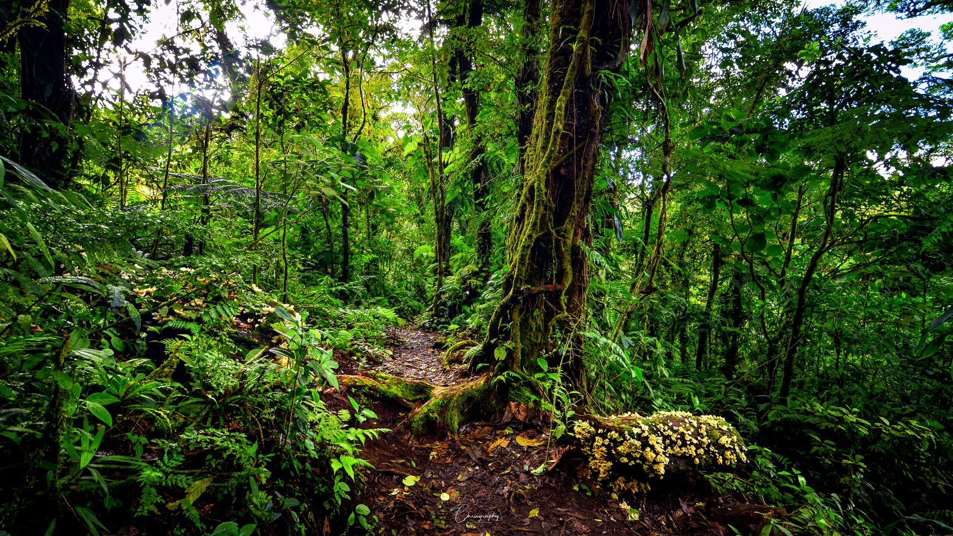 Dschungel Foto & Bild | north america, central america, costa rica