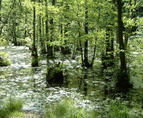 Dschungel auf Rügen