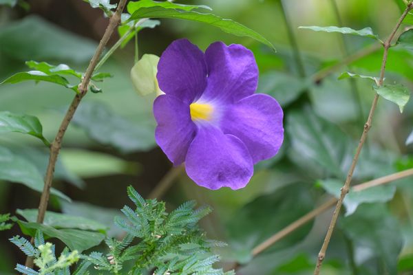 ...Dschungel Blüte...