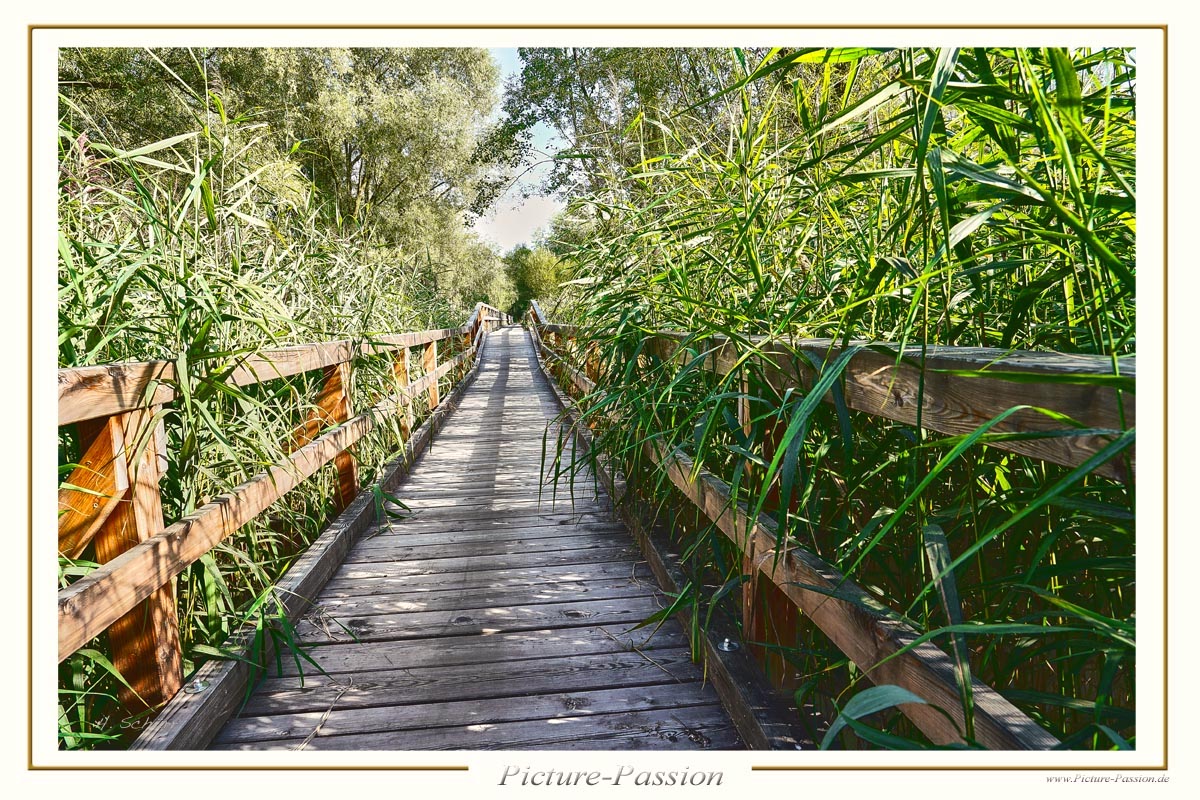 Dschungel Brücke