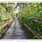Dschungel Brücke