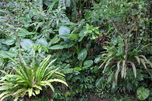 ...Dschungel GRÜN...