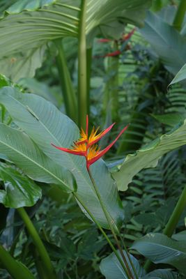 ...Dschungel Helikonie...