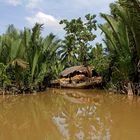 Dschungel im Mekongdelta