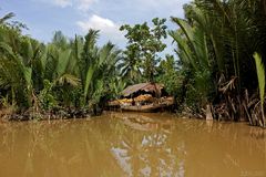 Dschungel im Mekongdelta
