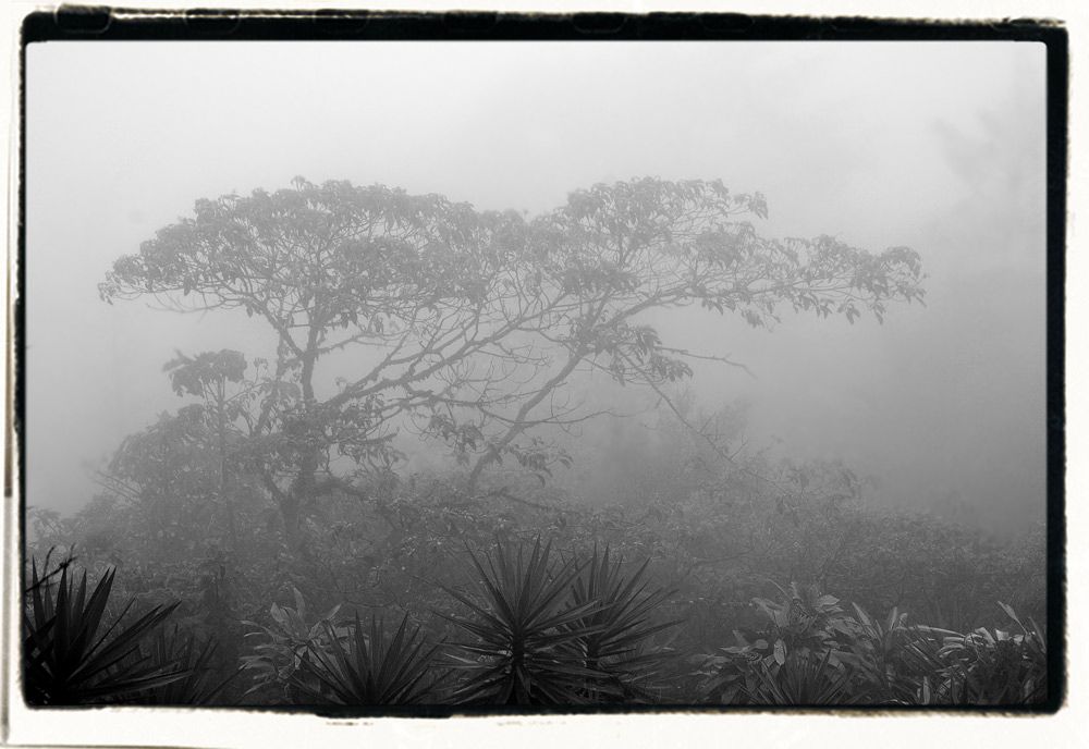 Dschungel im Nebel
