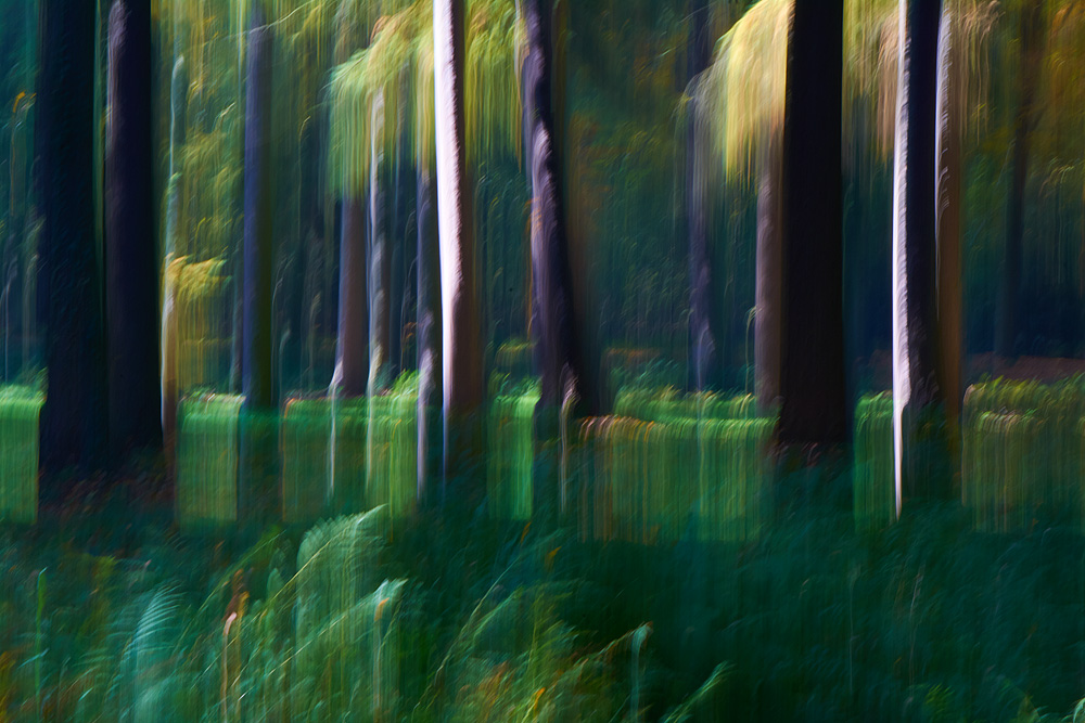 Dschungel im Schlosspark