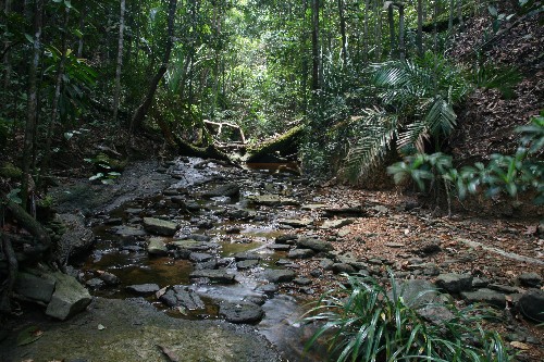 dschungel in Borneo