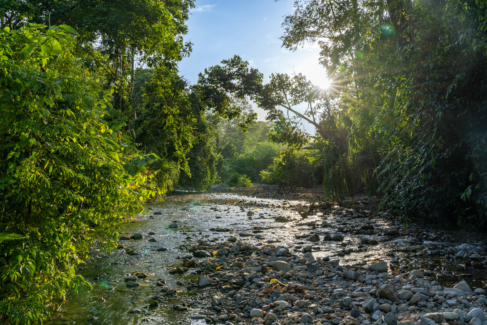 Dschungel in Costa Rica