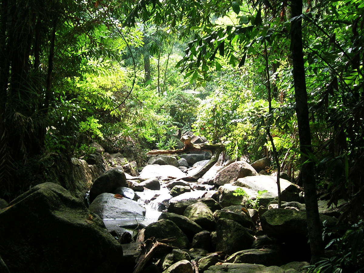 Dschungel in Thailand nahe Chiang Mai