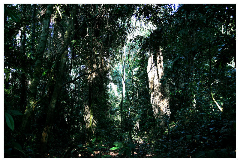 Dschungel Rurrenabaque