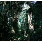 Dschungel Rurrenabaque