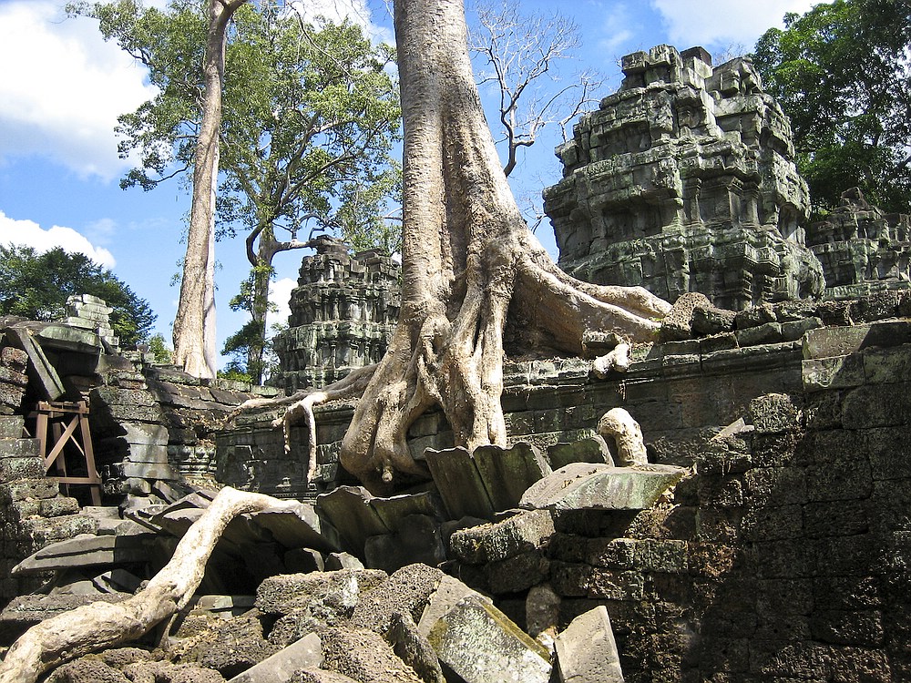 Dschungel Tempel "Ta Prohm" #2 (Kambodscha)