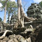 Dschungel Tempel "Ta Prohm" #2 (Kambodscha)