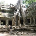 Dschungel-Tempel Ta Prohm (Kambodscha)