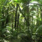 Dschungel-Wanderung auf Pulau Tioman