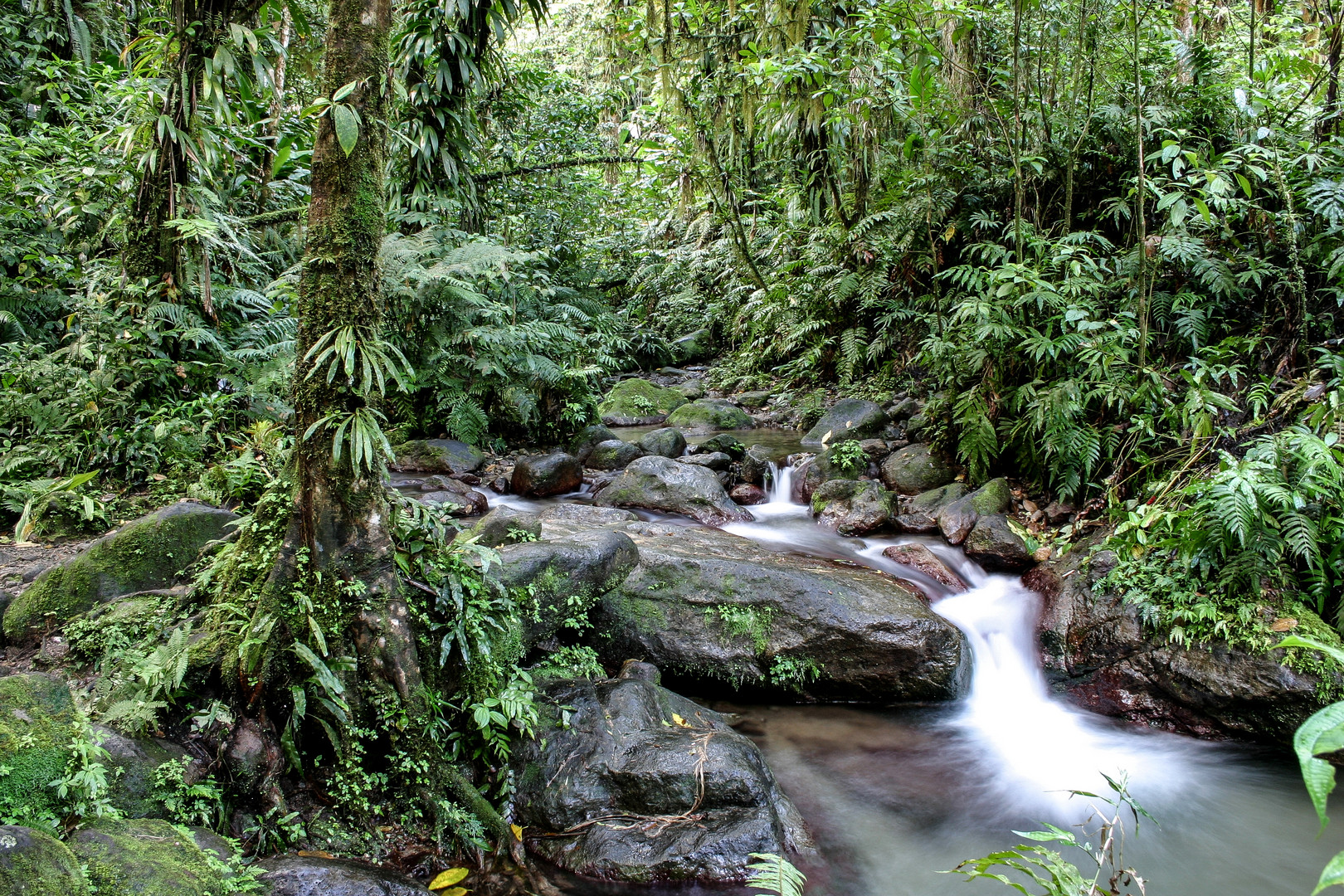 Dschungelbach Martinique