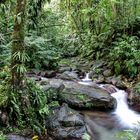 Dschungelbach Martinique