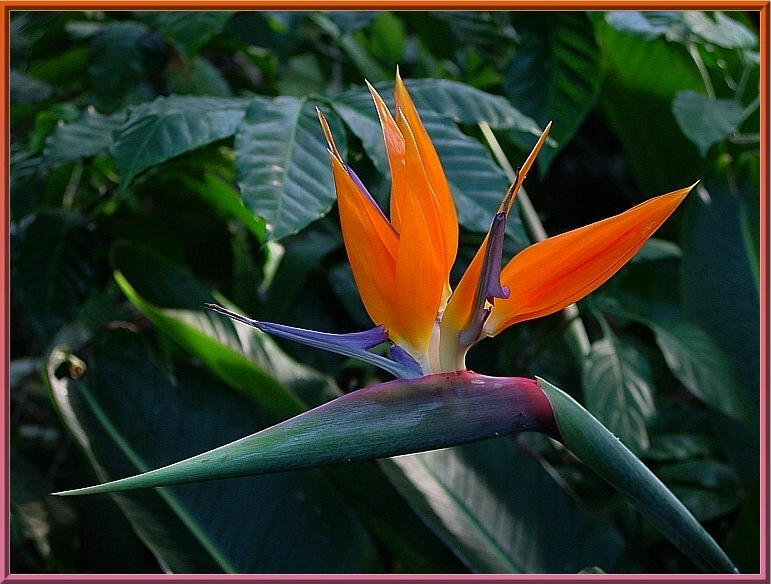 Dschungelblüte Foto & Bild pflanzen, pilze & flechten, natur Bilder