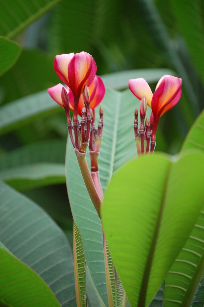 Dschungelblume - Indien