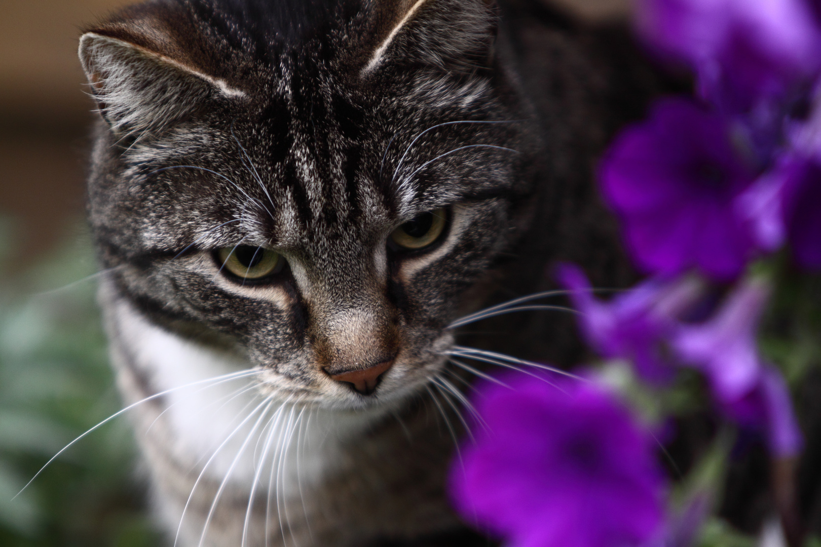 Dschungelkatze oder Petunien-Horst?