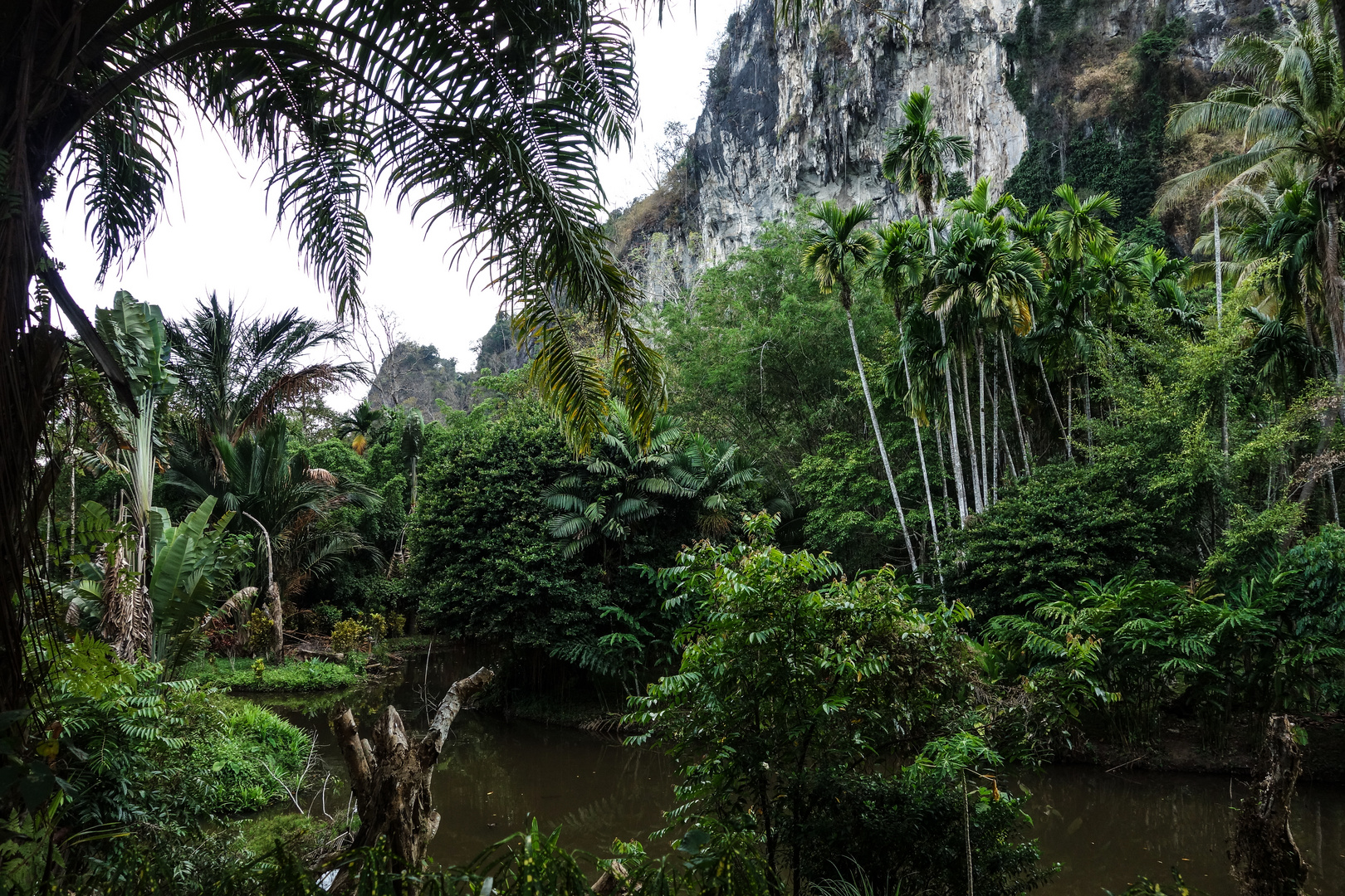 Dschungellandschaft Süd Thailand